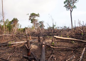 “La Deforestación  y el Cambio Climático”