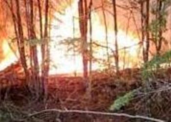 Se declaró un nuevo incendio forestal en la provincia de Tierra del Fuego