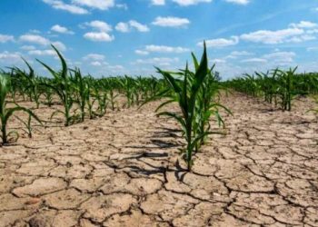Los productores agropecuarios piden medidas urgentes para hacer frente a los «efectos devastadores» de la sequía