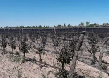Declaran la emergencia agropecuaria en Mendoza por heladas tardías