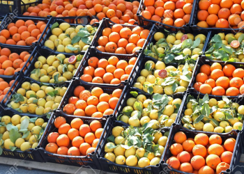 Por el conflicto  con los cítricos puede faltar fruta en el sur provincial