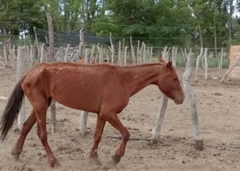Pempa pide ayuda para rescatar dos yeguas desnutridas