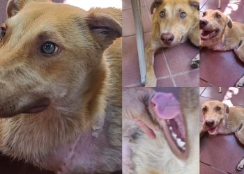 Una mujer que no puede cuidar más a un perro, pide alguna familia que lo adopte
