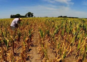 Advierten que la sequía provocó «un gran deterioro» en los cultivos de soja y maíz