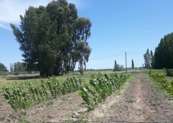 Buscan fomentar  las cortinas forestales en el sur mendocino