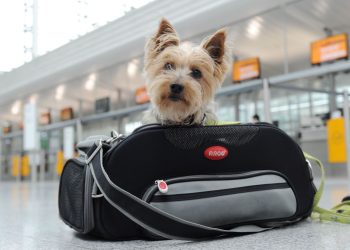 Cuáles son los trámites  que deben realizarse para poder viajar con animales