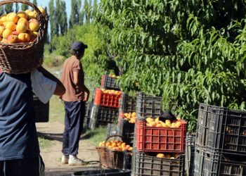 El Valle de Uco y el Sur concentran el 80%  de la producción de durazno en fresco de Mendoza