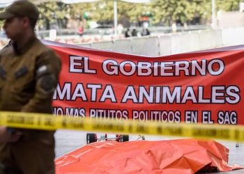 Dejaron un león muerto frente a la Casa de Gobierno chilena en protesta por maltrato animal