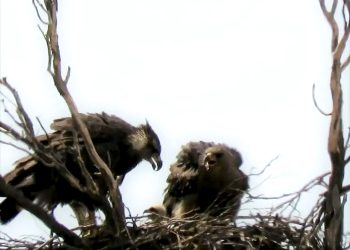Excelente noticia: nació un pichón  de águila coronada en San Rafael