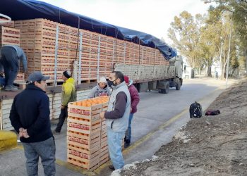 El Senasa prohibió la venta de cítricos al sur  mendocino y habrá desabastecimiento