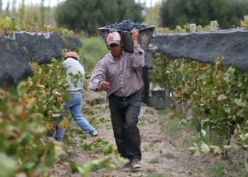 En Mendoza los viñateros estiman  que el precio del kilo de uva criolla rondará los ochenta pesos