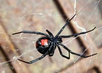 Estas son las arañas de las que hay que cuidarse: más de 70 mendocinos fueron atendidos en el último año