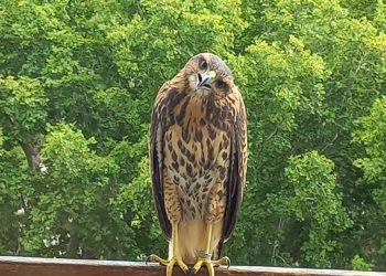 Gavilán mixto en el centro: “Son las  controladoras biológicas naturales y al haber falta, aumentan otras especies”