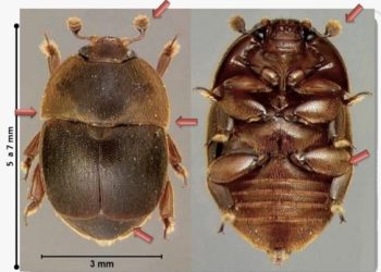 Apicultura: Mendoza trabaja para prevenir la presencia del pequeño escarabajo de la colmena