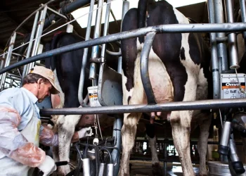 La facturación de los tambos cayó un 6% en pesos durante el 2022