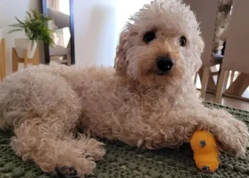 Llevó a su perro a la peluquería canina y el resultado no fue para nada el esperado