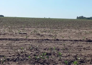 Sequía: Pequeños y medianos productores piden la exención del Impuesto a las Ganancias y créditos “blandos”