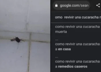 Mató una cucaracha, pasó algo insólito y se derrumbó: “Me siento una basura, no merezco vivir”