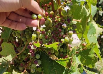 Mendoza perdió 26 mil hectáreas de vid por heladas tardías y granizo