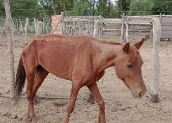 Pempa logró reunir  $100 mil que necesitaba para trasladar a dos yeguas para su recuperación