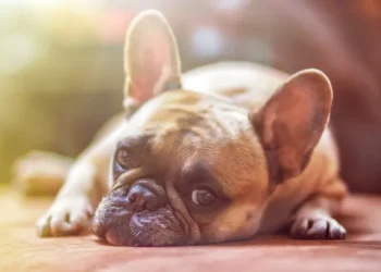 Países Bajos: buscan prohibir los perros con problemas genéticos