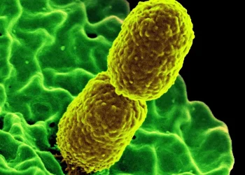 Por primera vez se detectó una superbacteria resistente a 30 antibióticos en pacientes de Argentina