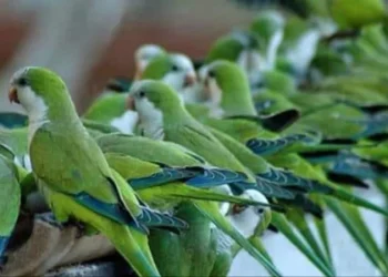 Preocupan en Mendoza los daños producidos por las catas en frutos