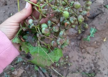 Productores afectados por contingencias  climáticas podrán pedir créditos para capital de trabajo