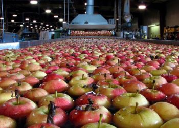 Productores de peras y manzanas piden un “dólar fruta” a $350 para el Alto Valle de Río Negro y Neuquén