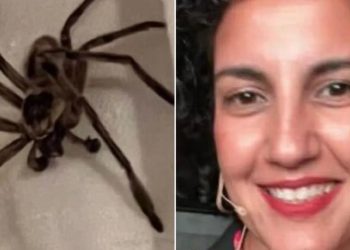 Se fue de vacaciones a la costa, durmió junto a una araña gigante y el desenlace se volvió viral