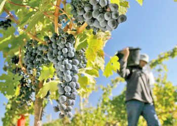 Viñateros definieron los precios de la uva