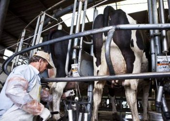 El Estado ayudará con 10 millones de pesos  en subsidios al sector tambero