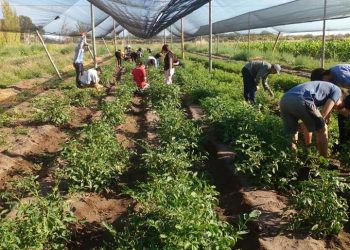 Alumnos de la escuela Martín Güemes realizan sus  prácticas de campo en plenas vacaciones