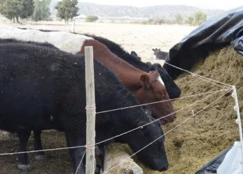 Vicente Russo: “La ganadería  local está pasando un momento complejo”