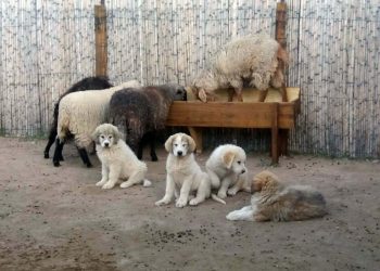 Ya entregaron más  de 15 perros pastores para cuidar ganado en el sur provincial