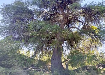 “Un Molle en peligro”