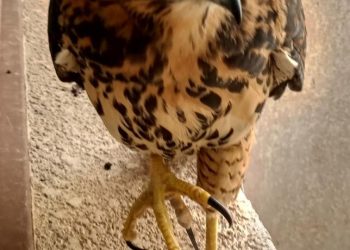 Un chimango en el centro para el control disuasivo de palomas