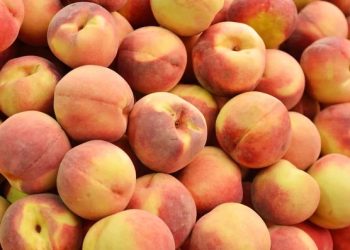 Productor sanrafaelino afirmó  que los pronósticos de cosecha que elabora el IDR son totalmente erróneos