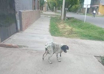 Una vecina denunció que una mujer policía le pegó una patada a su perra