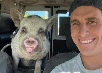 Indignación: un hombre adoptó a un chanchito como mascota, pero se lo comió en un asado con los amigos