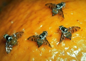 Finalizó la emergencia fitosanitaria por  la mosca de los frutos