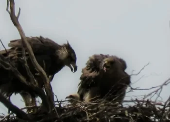 Un dato alentador: nació un nuevo pichón de águila coronada en San Rafael