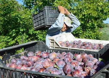 Productores ofrecen duraznos, ciruelas y peras “por cajón”  y “directo de la finca”