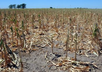 Sequía sin fin: en febrero ingresó apenas una cuarta parte de los dólares que entraron hace un año