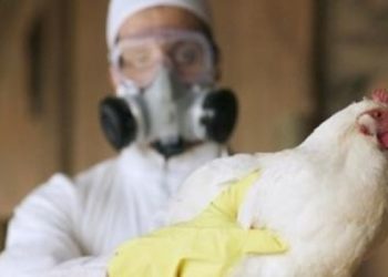 Decretan la emergencia sanitaria en Uruguay por un caso de gripe aviar­