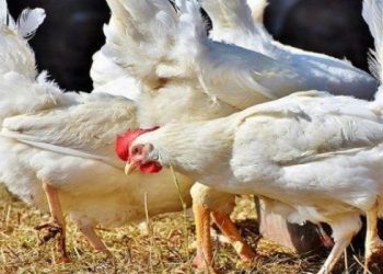 Detectaron dos nuevos casos de gripe aviar en Córdoba y Salta