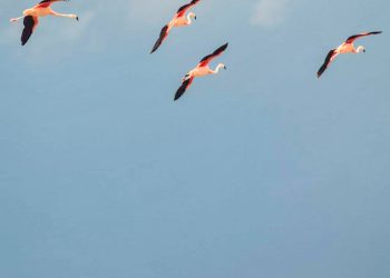 Los flamencos  deslumbran a los visitantes de El Nihuil