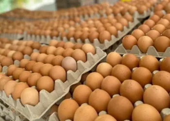 Huevos más caros por la gripe aviar: qué pasará con el precio del pollo y cuál es la situación en Argentina