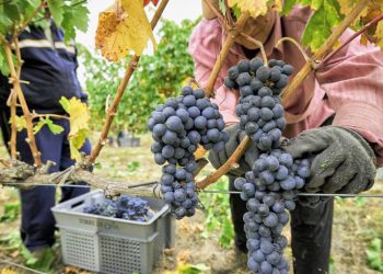 Explican que la industria vitivinícola  está en medio de la tormenta perfecta