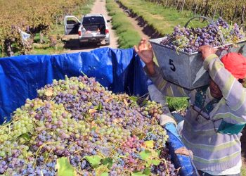 Bodegas y productores esperan  los números del pronóstico de cosecha que se conocerán a mediados de mes